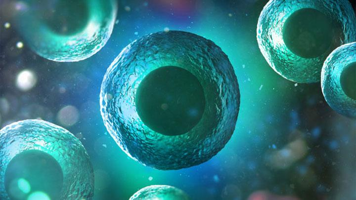 Autophagy: Proses Daur Ulang di Dalam Tubuh